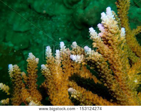 Glowing staghorn coral from Gulf of Thailand