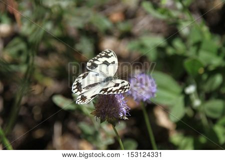 beautiful butterfly, nature and wildlife photo