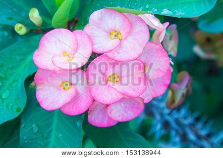 Pink euphorbia milii flowers blooming Christ thorn