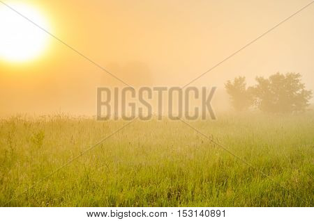 on a green lawn in the early foggy morning . dew on the lush green grass a summer misty morning. the sun's rays fall on the wet grass and flowers. dew on the grass in a summer misty morning.