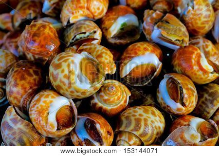 babylonia areolata or Spotted babylon are placed at the seafood market