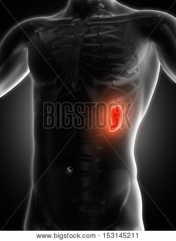 3D render of a medical image of a male figure with spleen highlighted