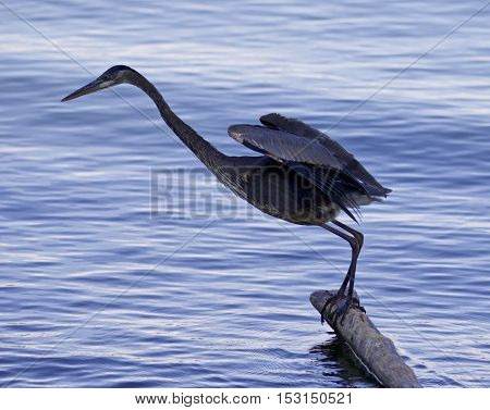 Beautiful Photo Of A Great Blue Heron Ready To Jump