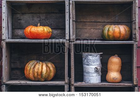 Fresh harvest four farm yellow orange pumpkins with unusual funny curvy shape form on wooden shelf furniture boxes with copy space for text Halloween Thanksgiving concept closeup