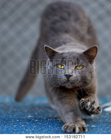 lasy cute gray cat outside in summer time