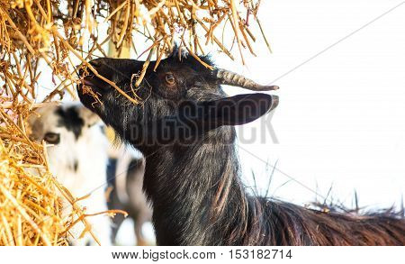 Close up young goat eating dry straw in farm