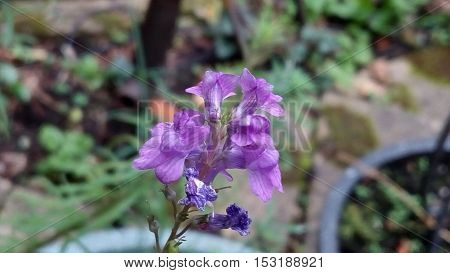 Flowers are allways tenderness, small and prety