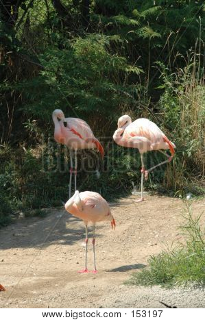 Pink Flamingos