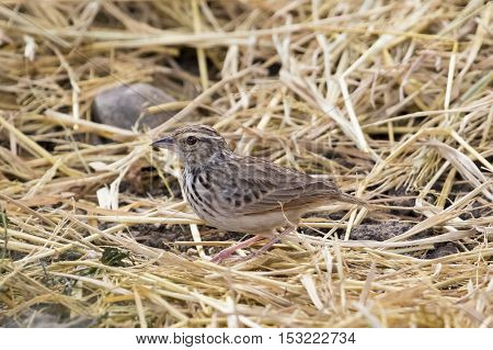 Image of bird in nature Lanceolated Warbler (Locustella lanceolata)