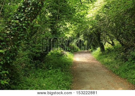 Green walking trail near the coast of Wales.