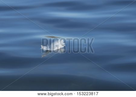 A selective focus view of a white feather floating on the surface of a blue lake