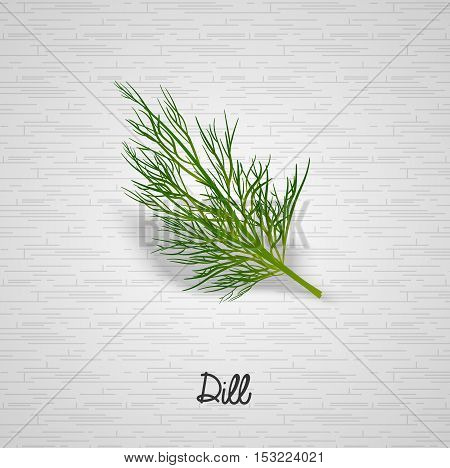 Sprig of green dill illustration on white background