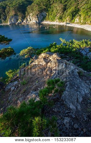 tomb pines on a rocks at the sea in the morning light