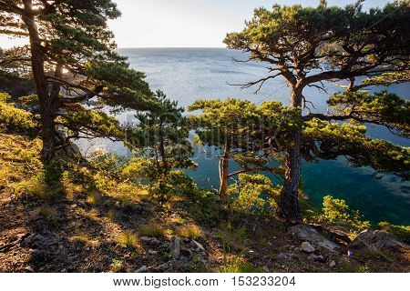 tomb pines on a rocks at the sea in the morning light
