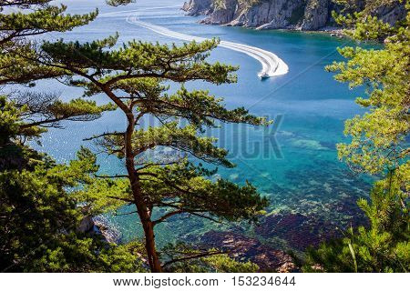 tomb pines on a rocks at the sea in the morning light