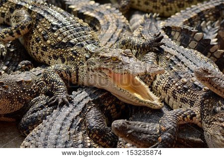 Freshwater Crocodile, Siamese Crocodile (crocodylus Siamensis)