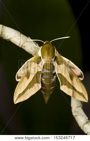 Spurge hawk moth Hyles euphorbiae resting on the plant