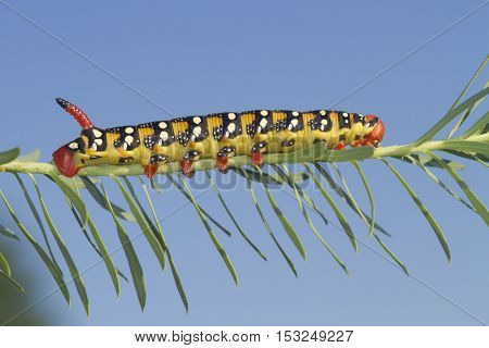 Spurge Hawk moth caterpillar Hyles euphorbiae on the blue background
