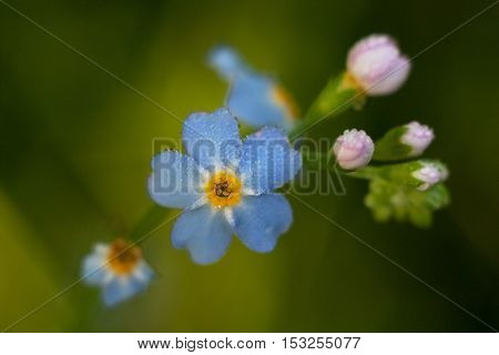 Forget-me-eared (Myosotis scorpioides) with blue flowers and pink flower buds