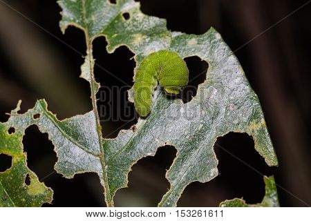 White Dragontail Caterpillar