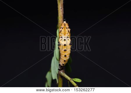Redspot Jezebel Pupa
