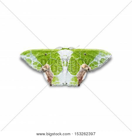 Uliocnemis Partita Moth