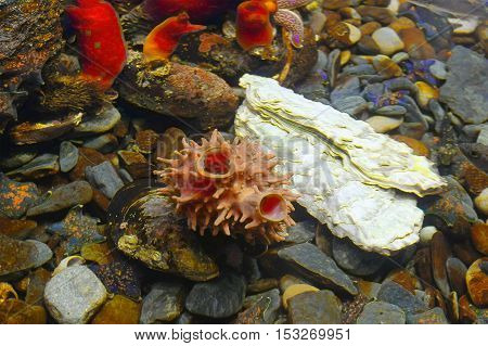 group of Ascidians tetium tuberous mussel warming and starfish in the deep coldwater
