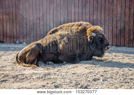 European bison is sitting on the sand