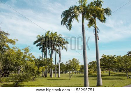 Trees in Suan Luang Rama IX public park Bangkok Thailand
