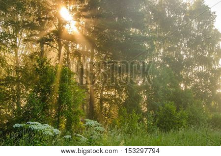 thick morning fog in the summer forest. thick morning fog in the forest at pond. Morning landscape in summer thick fog. dense fog in the morning.  early morning. forest hiding in the fog.