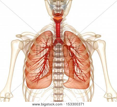 Human lungs trachea and skeleton. Medically accurate 3D illustration
