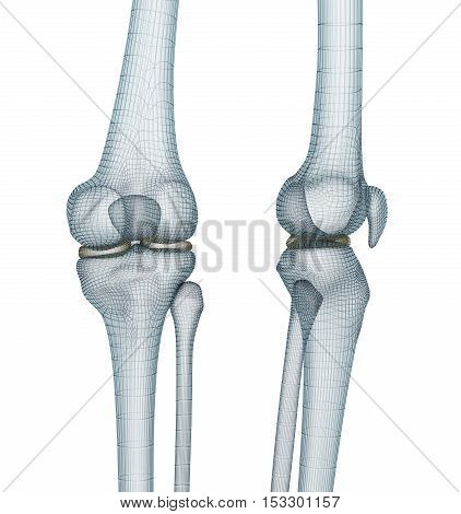 Knee joint anatomy. Medically accurate wire 3d illustration.