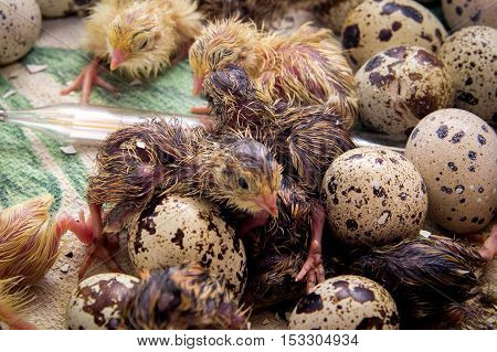 Tiny Quail Chicks That Just Hatched From An Egg