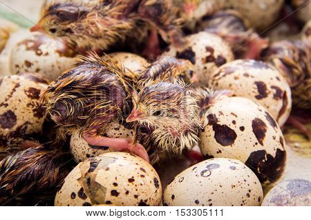 Tiny Quail Chicks That Just Hatched From An Egg