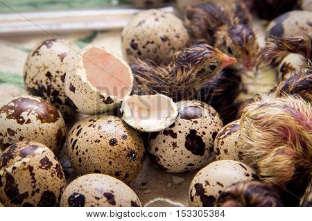 Tiny Quail Chicks That Just Hatched From An Egg