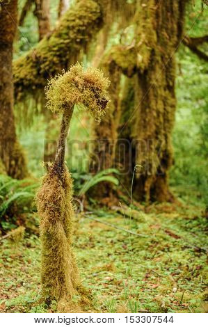 Tree closeup covered with moss in the temperate Hoh Rain Forest.Olympic National Park Washington State USA