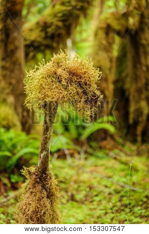 Tree closeup covered with moss in the temperate Hoh Rain Forest.Olympic National Park Washington State USA