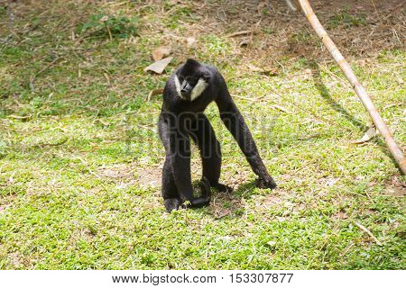 Black cheeked gibbon or Lar gibbon standing
