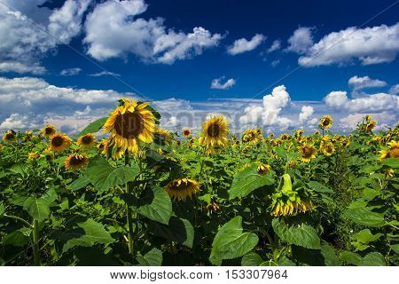Sunflowers field in Russia under beautiful clouds