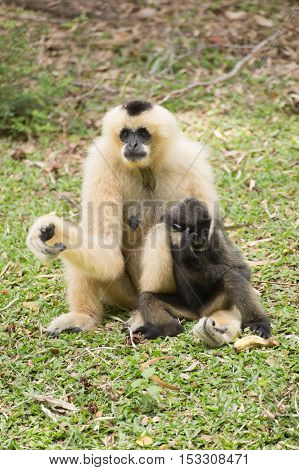 Mother Gibbon and baby child on the garden