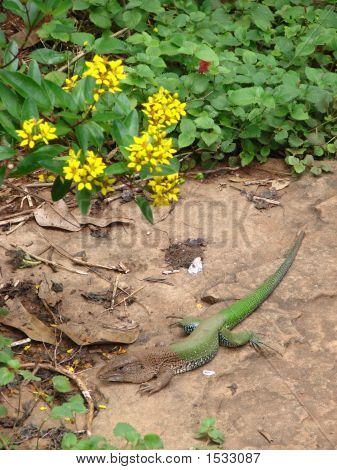 Lizard skiftende farver