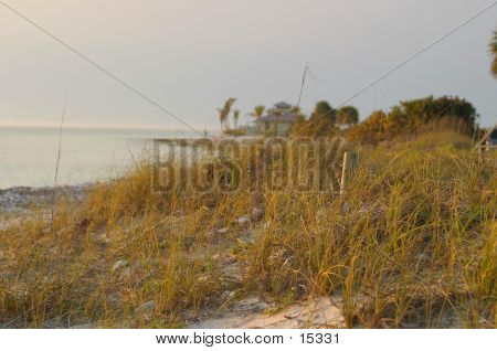Ocean Grass
