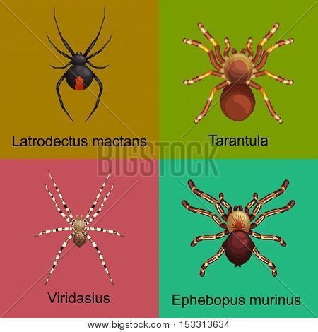 Flat spiders cartoon scary symbols and spiders insect flat design. Set of flat spiders cartoon colored icons vector illustration isolated on white background. Spider vector. Spider icons isolated