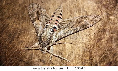 Nightmare, Macrophotography of Convolvulus Hawk Moth (Sphinx)