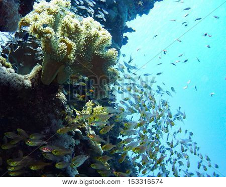 School of Glassfish whirling around coral reef, Red Sea