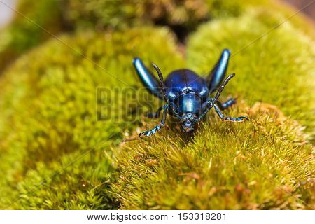 Frog Legged Leaf Beetle