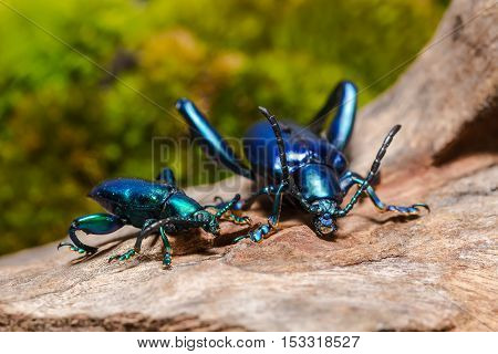 Frog Legged Leaf Beetle