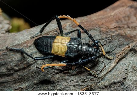 Mimusop Stem Borer (pachyteria Dimidiata)
