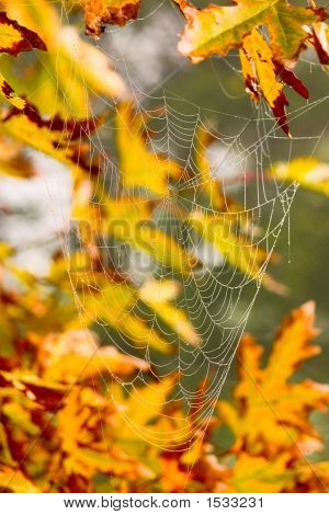 Web