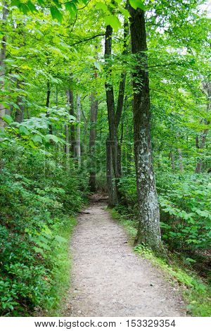 Forrest In Upstate Nyc